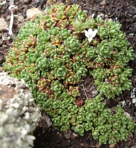 Crassula setulosa var. setulosa leaf rosette mat